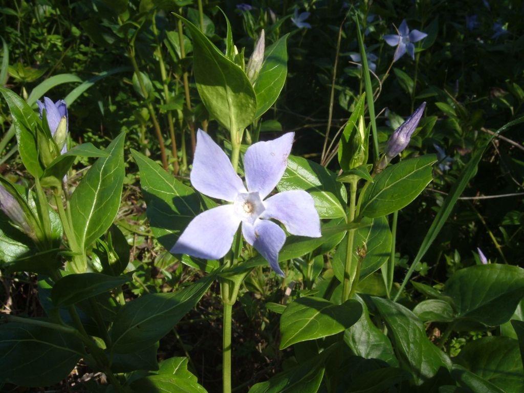 Vinca sardoa